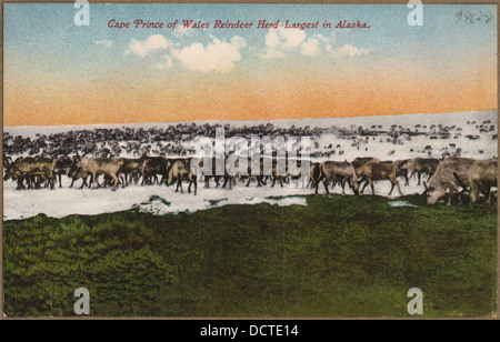 Color post card. Cape Prince of Wales Reindeer Herd-largest in Alaska. - - 297780 Stock Photo