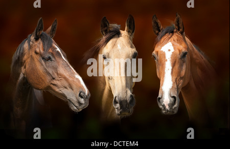 Studio portrait of three horses Stock Photo