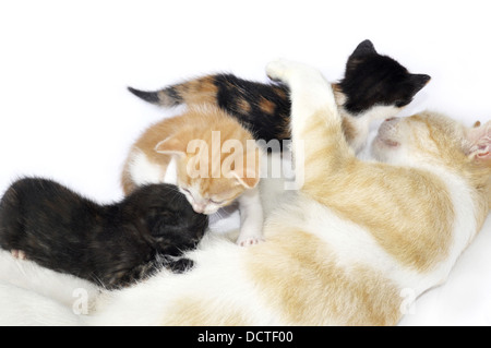 Cat family - feeding time Stock Photo