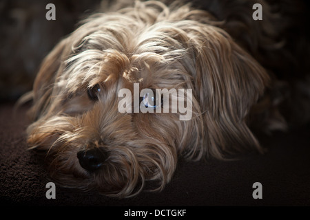 Studio portraits of a cute dog Stock Photo