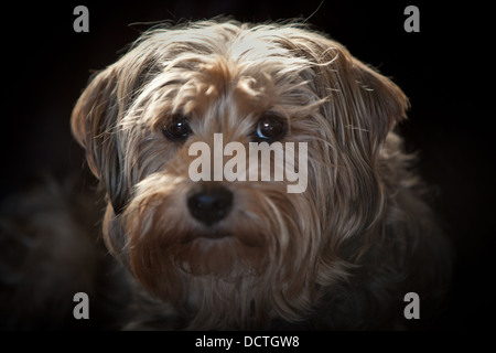 Studio portraits of a cute dog Stock Photo