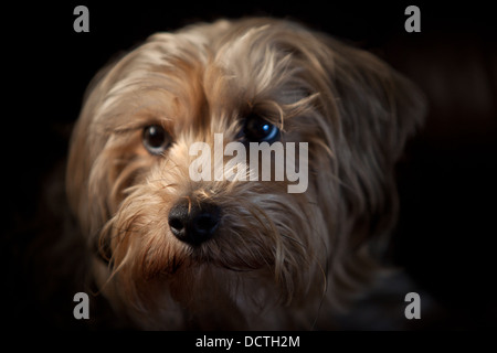 Studio portraits of a cute dog Stock Photo