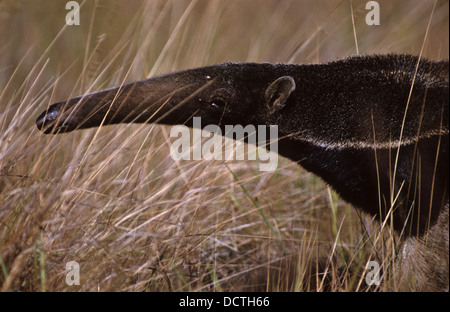 Giant anteater ( Myrmecophaga tridactyla ), in portuguese known as tamanduá-bandeira, Bananal Island, Brazil