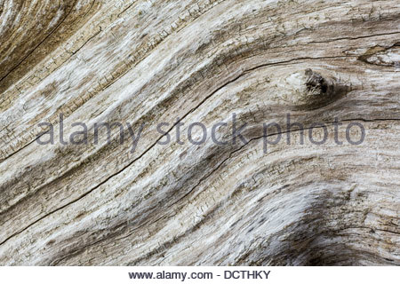 Knot on tree in the shape of Bigfoot head, Redwoods 