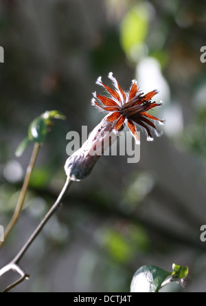 Barnadesia caryophylla, Asteraceae. Peru and Bolivia, South America. Stock Photo