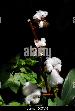 Cotton Plant, Gossypium sp., Malvaceae. Stock Photo