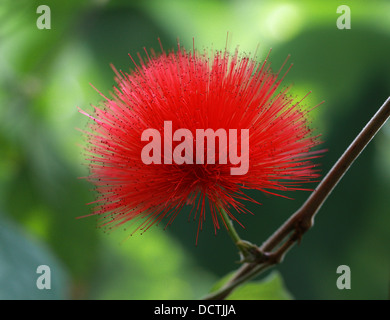 Red Powder Puff, Calliandra haematocephala, Fabaceae. Brazil, South America. Stock Photo