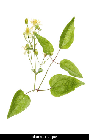 Wild Clematis, vitalba, flowers and foliage isolated against white Stock Photo