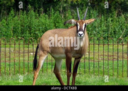 Roan Antelope  Hippotragus equinus,  at Chester Zoo Stock Photo