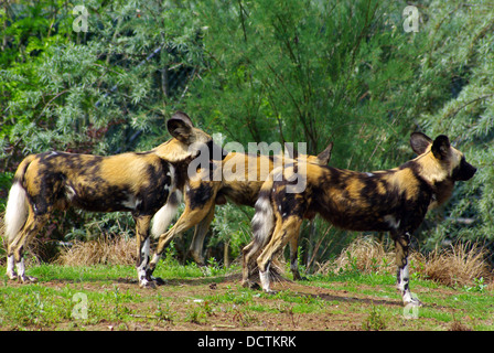 African Painted Dogs at Chester Zoo Stock Photo - Alamy