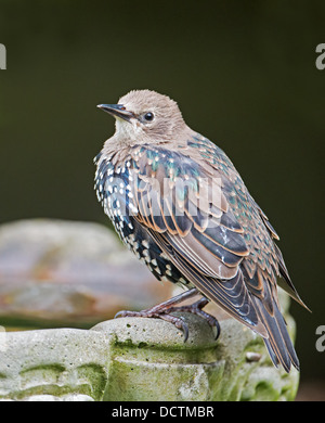 Common Juvenile Starling (Sturnus vulgaris). Summer. Uk Stock Photo