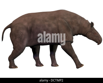 Paraceratherium also known as Indricotherium was a genus of gigantic hornless rhinoceros-like animal. Stock Photo