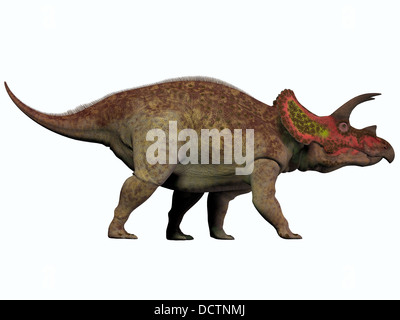 Triceratops is a genus of herbivorous dinosaur that lived in North America in the Cretaceous Period. Stock Photo