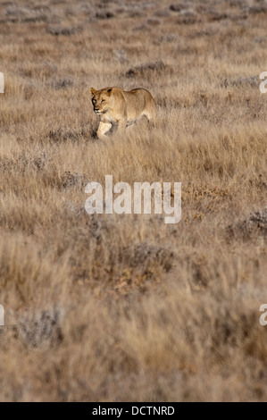 Young African Lioness, Panthera leo, walking in Etosha National Park, Namibia, West Africa Stock Photo