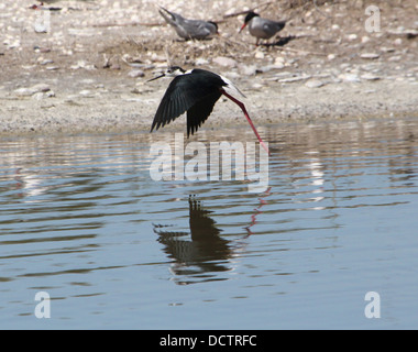 Close-up of a foraging Black-winged Stilt (Himantopus himantopus) landing in the water Stock Photo