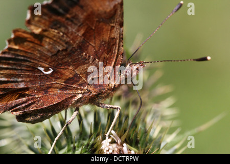 Detailed macro image of a Comma Butterfly (Polygonia c-album) foraging on a thistle Stock Photo
