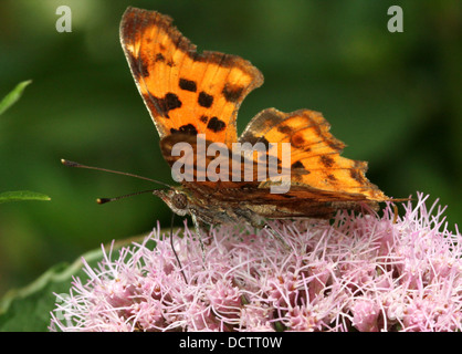 Detailed macro image of a Comma Butterfly (Polygonia c-album) foraging on hemp-agrimony flower Stock Photo
