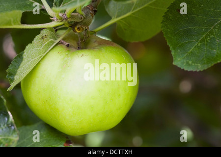 Malus domestica 'Bramley's Seedling'. Apples growing in an English orchard. Stock Photo