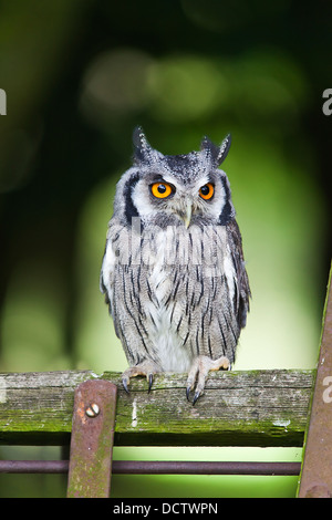 Close up of a Northern white faced owl perched perched on an old wooden sack barrow Stock Photo