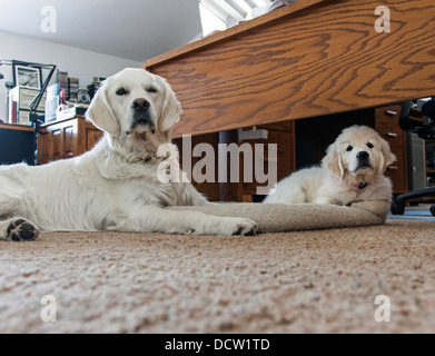 Year old Platinum colored Golden Retriever and puppy (8 weeks) in office setting. Stock Photo