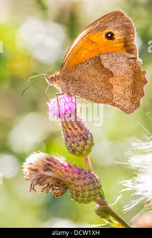 Close-up of a Meadow Brown butterfly (Maniola jurtina) feeding on a thistle flower, ventral (side) view Stock Photo