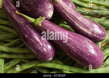 Fresh from the garden, small striped eggplants rest on top of rattlesnake beans. Stock Photo