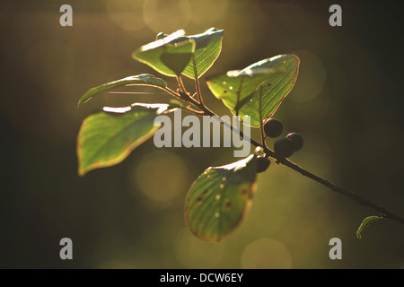 Black Dogwood in light Stock Photo