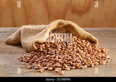 Pinto Beans in Sack - raw pinto beans spilling from a burlap or jute sack. Stock Photo