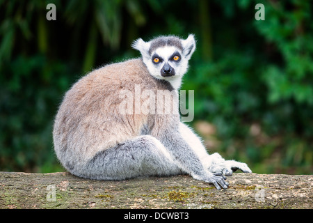 ring-tailed lemur looking straight ahead in forest Stock Photo