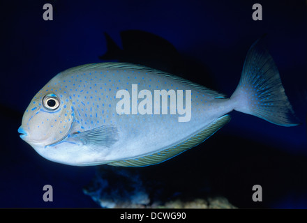 Elongate unicornfish Naso lopezi, Acanthuridae, Indo-pacific Ocean Stock Photo