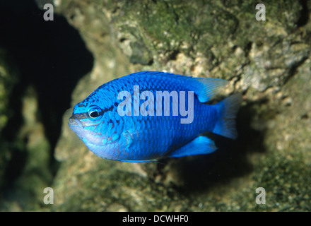Blue Damselfish, Chrysiptera cyanea, Pomacentridae Indo-pacific ocean Stock Photo