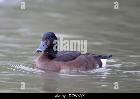 Baers pochard, Aythya baeri, single bird on water, captive, March 2013 Stock Photo