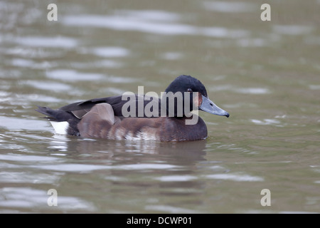 Baers pochard, Aythya baeri, single bird on water, captive, March 2013 Stock Photo