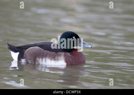 Baers pochard, Aythya baeri, single bird on water, captive, March 2013 Stock Photo