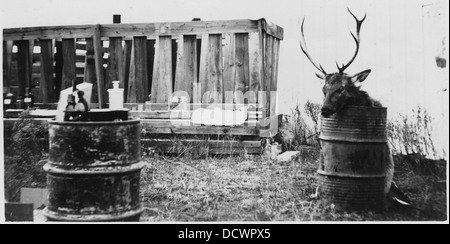 Elk purchased and killed by Escofie and Rodgers, taxidermists of Oklahoma City. Our barrel-top laboratory to left. - - 251656 Stock Photo