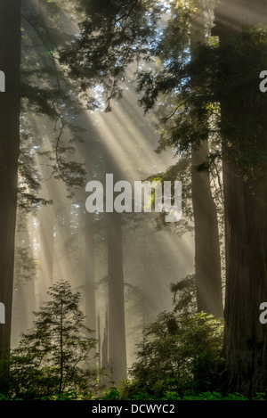 Beams of sunlight breaking through the trees of a redwood forest in Northern California and creating a ghostly effect. Stock Photo