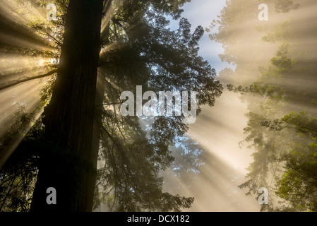 Rays of sunshine filtering through clouds in a redwood forest creating unusual light channels and reflections Stock Photo