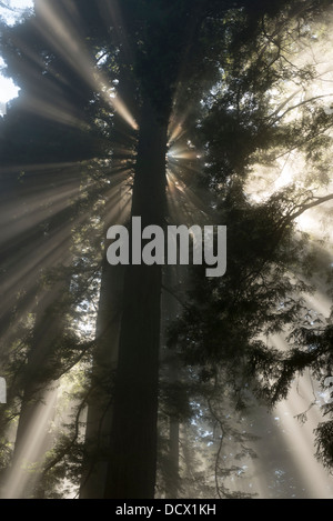 Rays of sunshine filtering through clouds in a redwood forest creating unusual light channels and reflections Stock Photo