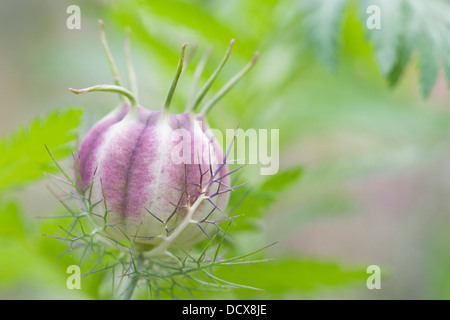 Nigella damascena 'Miss Jekyll' seedhead. Love-in-the-mist seedpod. Stock Photo