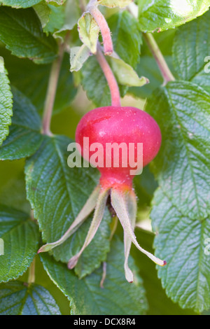 Rosa rugosa 'Roseraie de l'Hay'. Single rosehip. Stock Photo