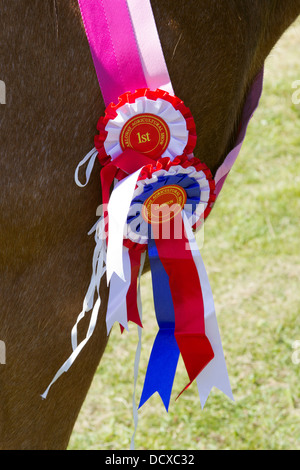 First Equestrian Prize at Carloway Primary School Agricultural Show Isle of Lewis UK Stock Photo