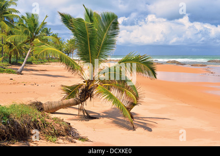 Brazil, Bahia: Coconut palms at beach Praia Busca Vida in Camacari near Salvador Stock Photo