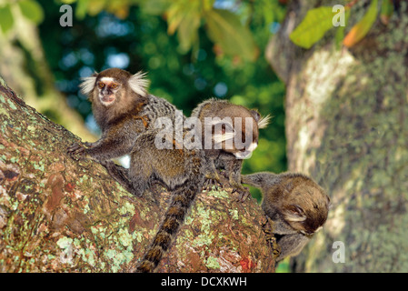 Brazil, Bahia: Three Pygmy marmoset monkeys (Cebuella pygmaea) playing in a tree Stock Photo