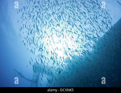 Shoal of fish silhouetted in sun on a large underwater shipwreck Stock Photo