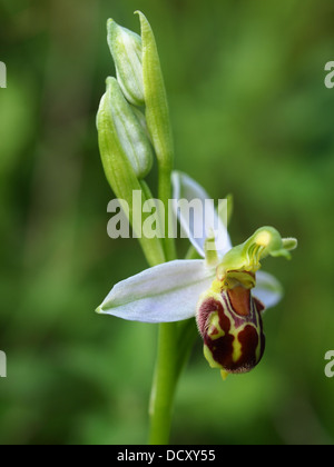 Bee Orchid in profile showing flower detail and texture. Stock Photo