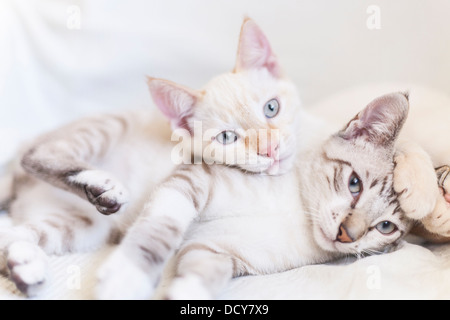 portrait of two kittens cats play fighting Stock Photo