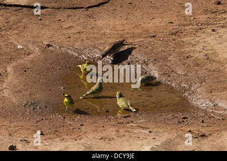 Small group of Cape Canary (Serinus canicollis) taking water-bath and drinking Stock Photo