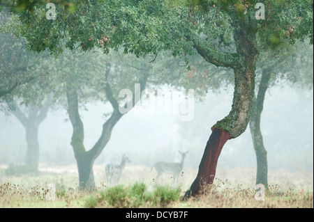 Red Deer Cervus elaphus Andalucia Spain Stock Photo