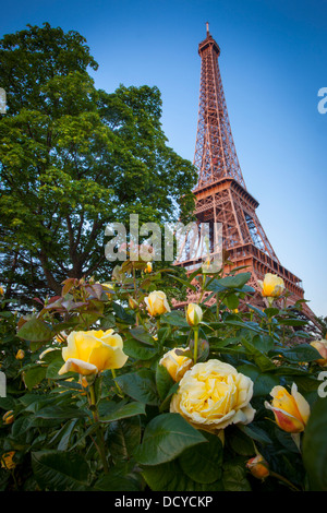 Yellow roses below the Eiffel Tower, Paris France Stock Photo