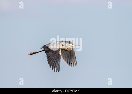 Great Blue Heron (Ardea Herodias) Colorful and majestic looking Heron, caught in flight, with wings extended, against blue sky Stock Photo